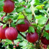 Uva Crispa Hinnonmaki Rot ( Ribes Uva Crispa)