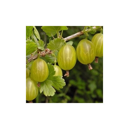 Uva Crispa Invicta ( Ribes Uva Crispa)