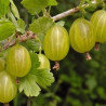 Uva Crispa Invicta ( Ribes Uva Crispa)