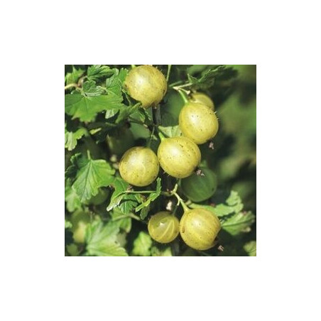 Uva Crispa Lady Sun ( Ribes Uva Crispa)