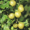 Uva Crispa Lady Sun ( Ribes Uva Crispa)