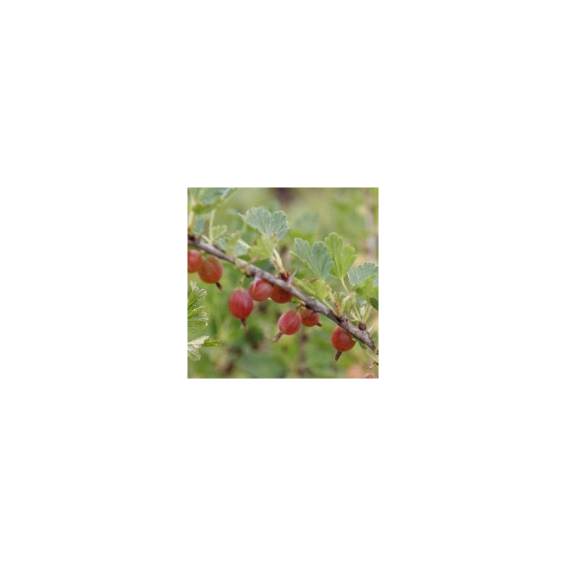 Uva Crispa Redeva ( Ribes Uva Crispa)