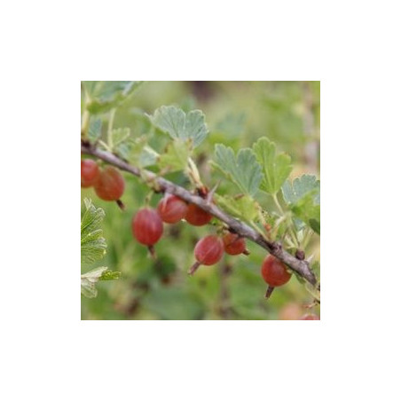 Uva Crispa Redeva ( Ribes Uva Crispa)