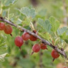 Uva Crispa Redeva ( Ribes Uva Crispa)