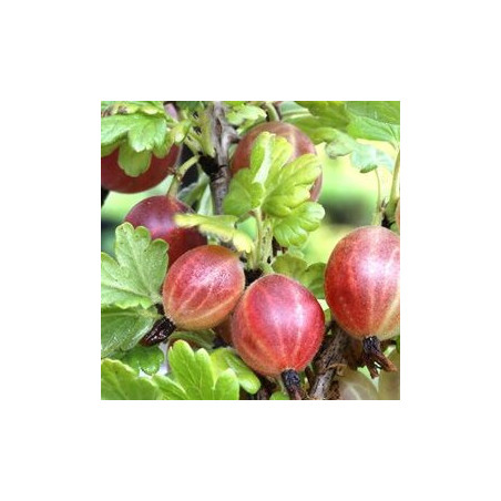 Uva Crispa Relina ( Ribes Uva Crispa)