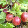 Uva Crispa Relina ( Ribes Uva Crispa)