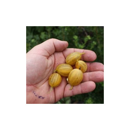 Uva Crispa Solemio ( Ribes Uva Crispa)