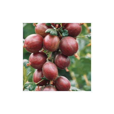 Uva Crispa Indústria de Whinham ( Ribes Uva Crispa)