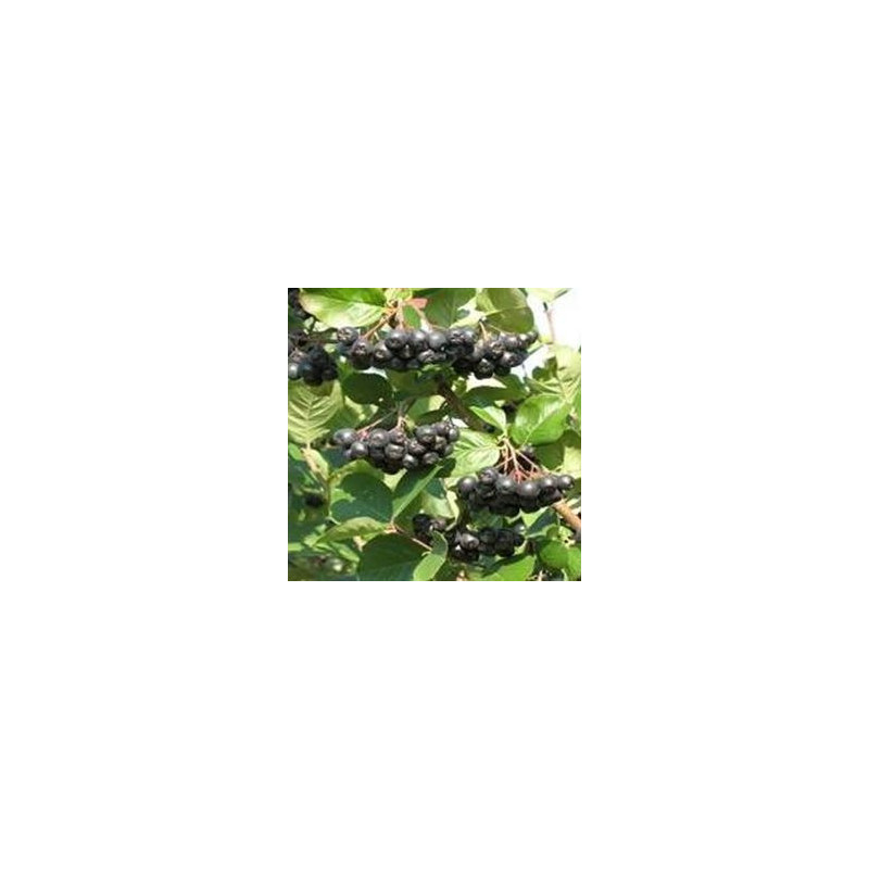 Aronia Amit ( Aronia Mitschurinii)
