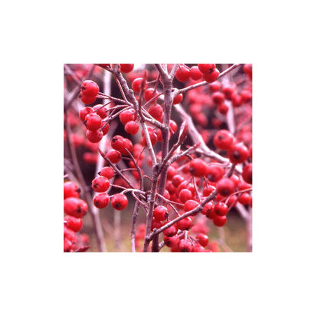 Aronia Brilhante ( Aronia Arbutifolia)