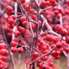 Aronia Brilhante ( Aronia Arbutifolia)