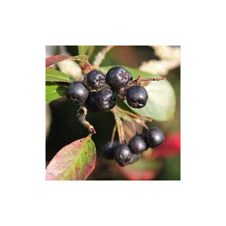 Aronia Goliganka ( Aronia Melanocarpa)