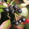 Aronia Goliganka ( Aronia Melanocarpa)