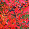 Aronia Hugin ( Aronia Melanocarpa)