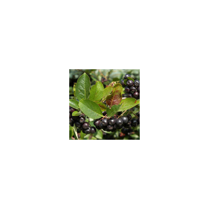 Aronia Nero ( Aronia Melanocarpa)