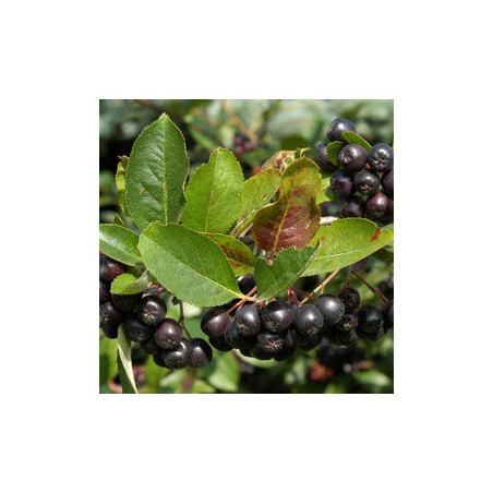 Aronia Nero ( Aronia Melanocarpa)