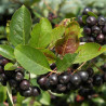 Aronia Nero ( Aronia Melanocarpa)