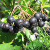 Aronia Professor ED ( Aronia Melanocarpa)