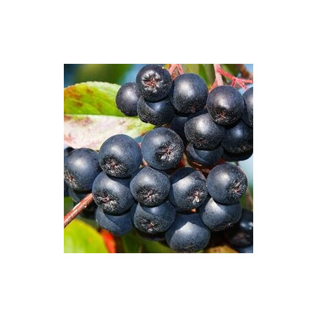 Aronia Rubina ( Aronia Melanocarpa)