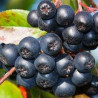 Aronia Rubina ( Aronia Melanocarpa)