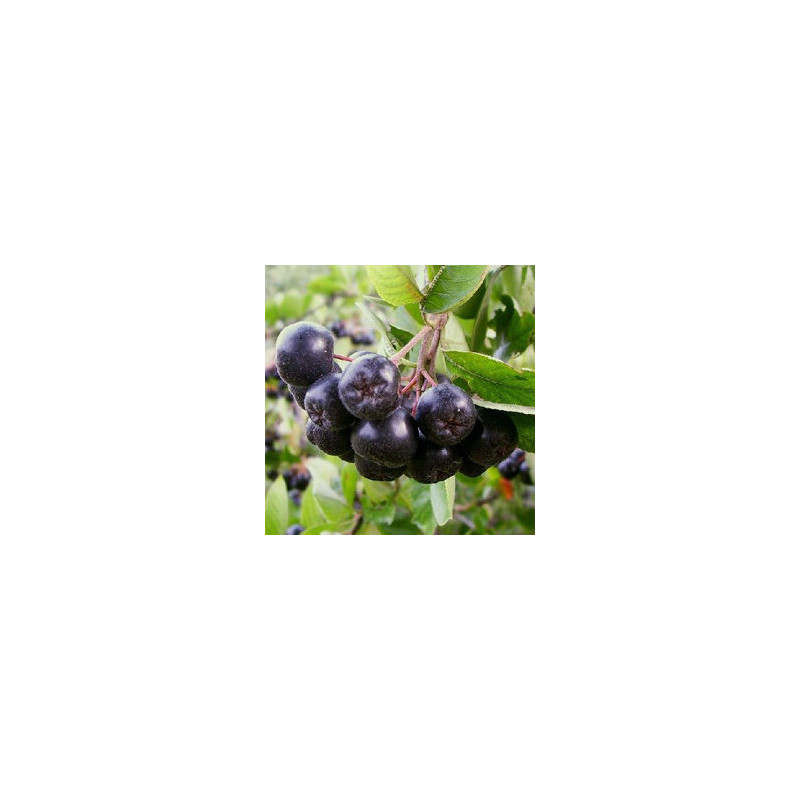 Aronia Viking ( Aronia Melanocarpa)