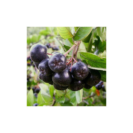 Aronia Viking ( Aronia Melanocarpa)