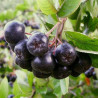 Aronia Viking ( Aronia Melanocarpa)