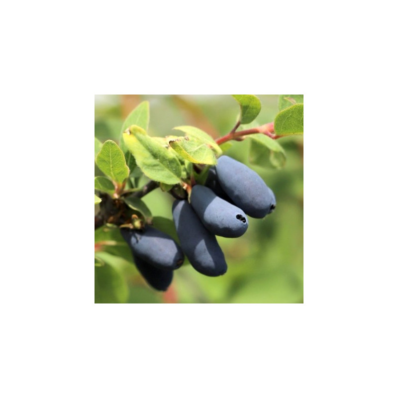 Baga de Maio Candy Blue ( Lonicera Kamtschatica)