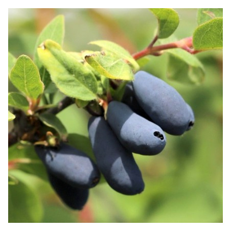 Baga de Maio Candy Blue ( Lonicera Kamtschatica)