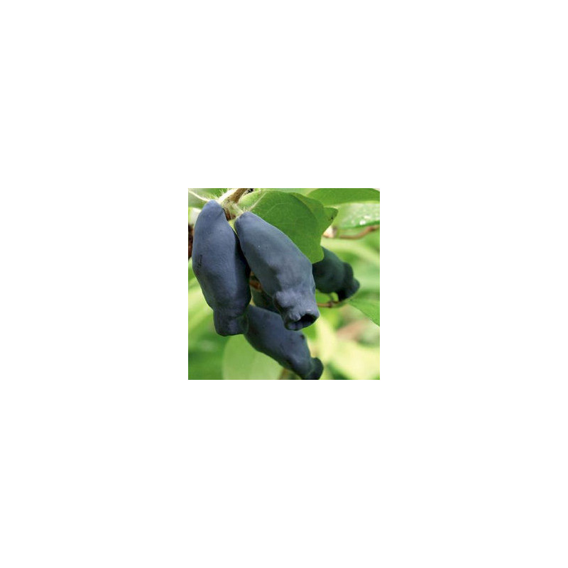 Baga de Maio Eisbar ( Lonicera Kamtschatica)
