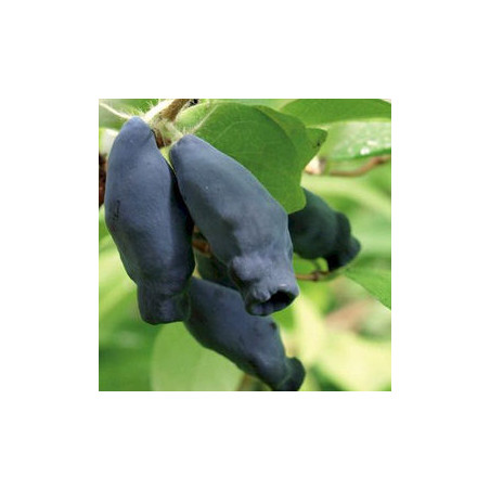 Baga de Maio Eisbar ( Lonicera Kamtschatica)