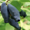 Baga de Maio Eisbar ( Lonicera Kamtschatica)