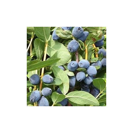 Baga de Maio Coração de Gigante ( Lonicera Kamtschatica)