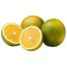Laranja Serra D´água ( Citrus Sinensis)