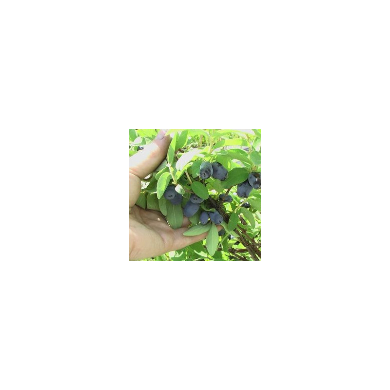 Baga de Maio Mel de Abelha ( Lonicera Kamtschatica)