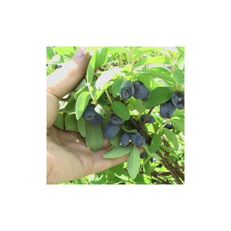 Baga de Maio Mel de Abelha ( Lonicera Kamtschatica)