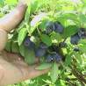 Baga de Maio Mel de Abelha ( Lonicera Kamtschatica)