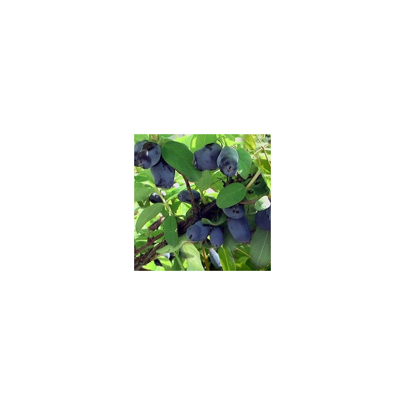 Baga de Maio Joia Indigo ( Lonicera Kamtschatica)