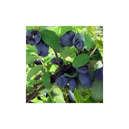 Baga de Maio Joia Indigo ( Lonicera Kamtschatica)