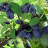 Baga de Maio Joia Indigo ( Lonicera Kamtschatica)