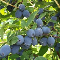 Baga de Maio Strawberry Sensation ( Lonicera Kamtschatica)