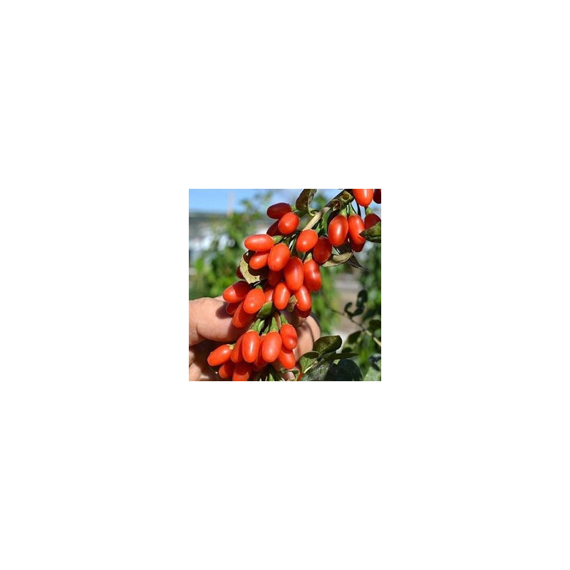 Baga de Goji Big Lifeberry ( Lycium Barbarum)