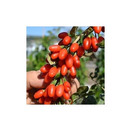 Baga de Goji Big Lifeberry ( Lycium Barbarum)