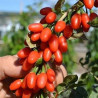 Baga de Goji Big Lifeberry ( Lycium Barbarum)