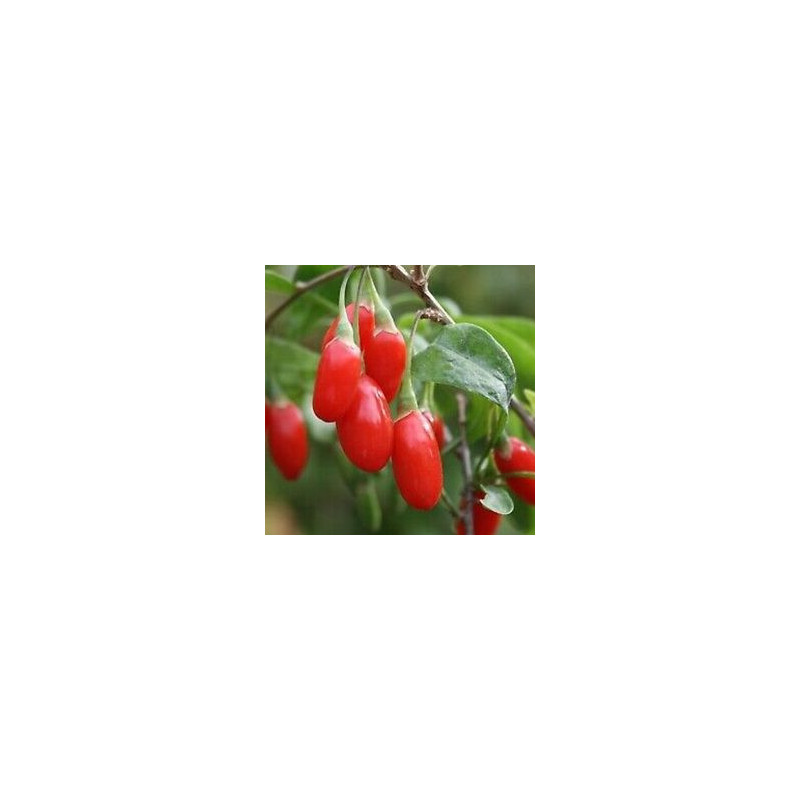 Baga de Goji Crimson Star ( Lycium Barbarum)