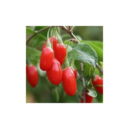 Baga de Goji Crimson Star ( Lycium Barbarum)