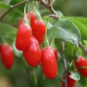 Baga de Goji Crimson Star ( Lycium Barbarum)