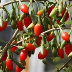 Baga de Goji Sucesso Instantâneo ( Lycium Barbarum)