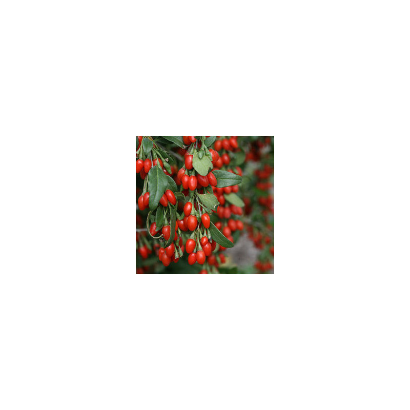 Baga de Goji N1 ( Lycium Barbarum)