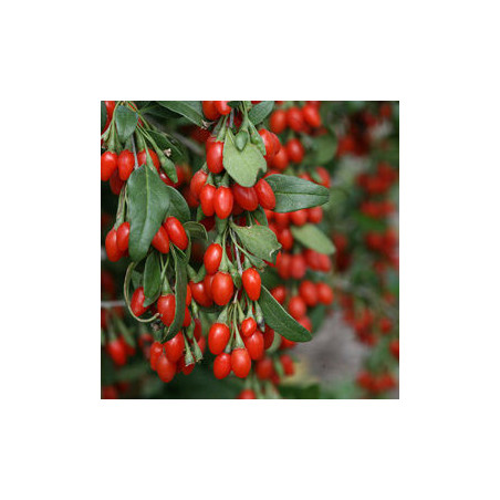 Baga de Goji N1 ( Lycium Barbarum)